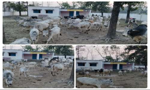 सैकड़ो छुट्टा जानवरो को ग्राम पंचायत भवन मे बंद किया ग्रामीणों ने बाहर से जड़ा ताला